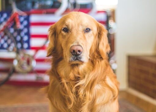 Photo Dog, braces